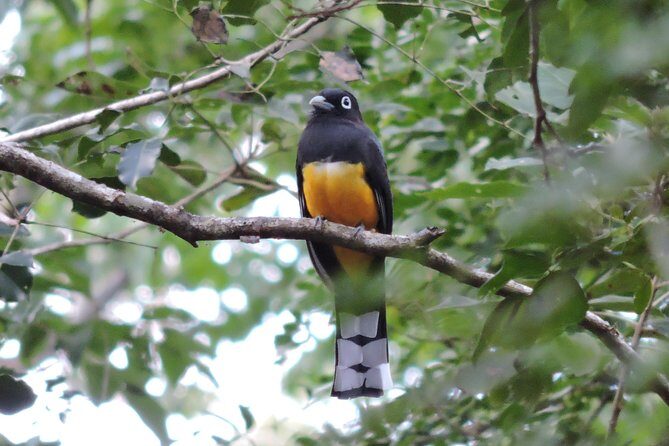 Birdwatching Playa del Carmen - The Sum Up