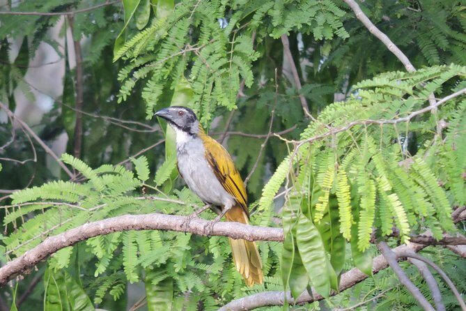 Birdwatching Playa del Carmen - FAQ