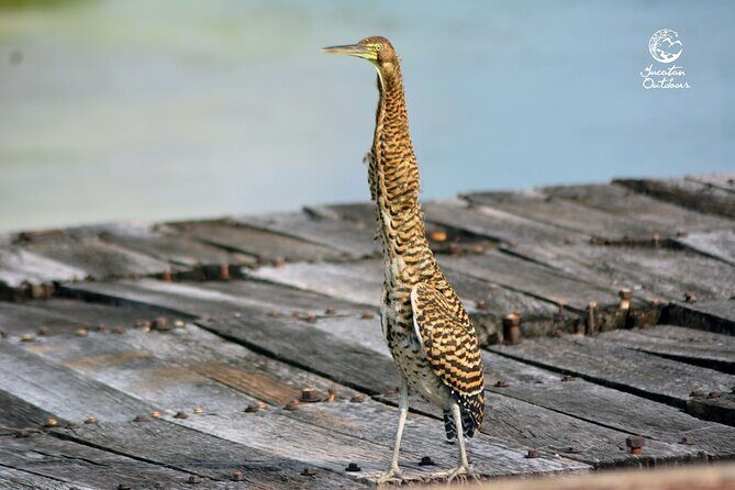 Birdwatching Sian Ka'an Biosphere Reserve - FAQs