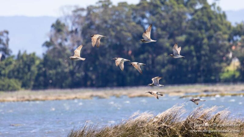 Birdwatching Solar Boat Tour Aveiro Lagon - Birdwatching Solar Boat Tour Aveiro Lagon: A Quiet Escape into Nature’s Beauty