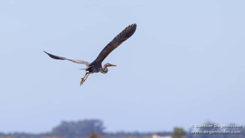 Birdwatching Solar Boat Tour Aveiro Lagon - The Sum Up: Why This Tour Is Worth Your Time