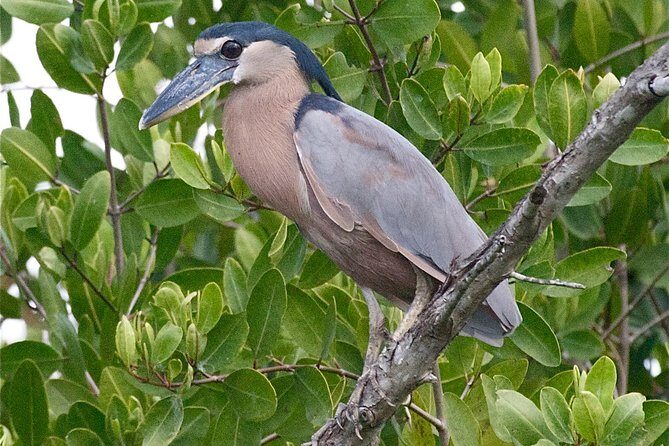 Birdwatching to the Mangrove of Paredon (From Puerto Quetzal) Private Tour - Practical Aspects: Transportation, Duration, and Cost