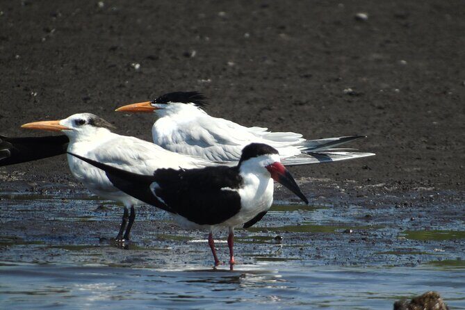 Birdwatching to the Mangrove of Paredon (From Puerto Quetzal) Private Tour - Who Is This Tour Best For?