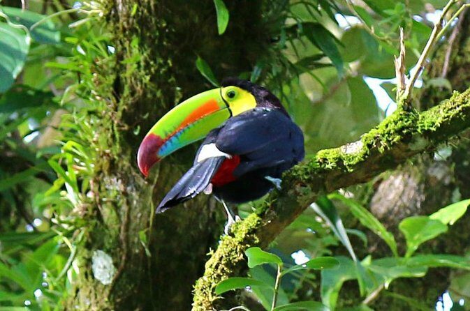 Birdwatching Tour at Mistico Park - Birdwatching Tour at Mistico Park: A Must-Do for Nature Lovers in La Fortuna