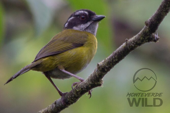 Birdwatching tour at the Cloud Forest -Monteverde Wild- - Frequently Asked Questions