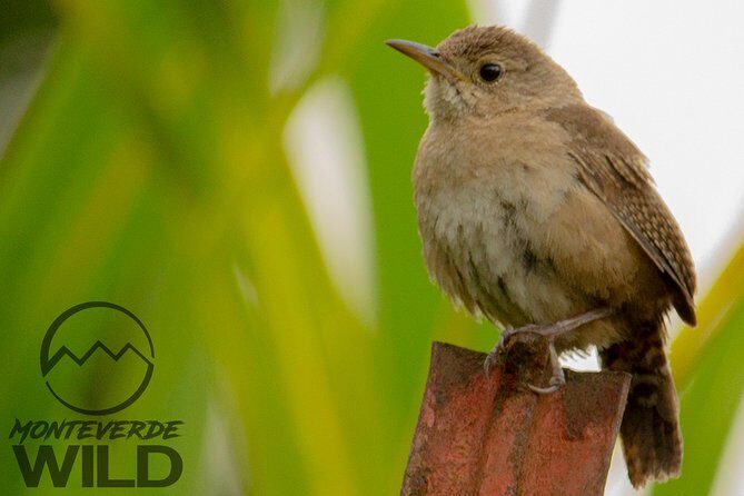 Birdwatching tour at the Cloud Forest -Monteverde Wild- - Key Points