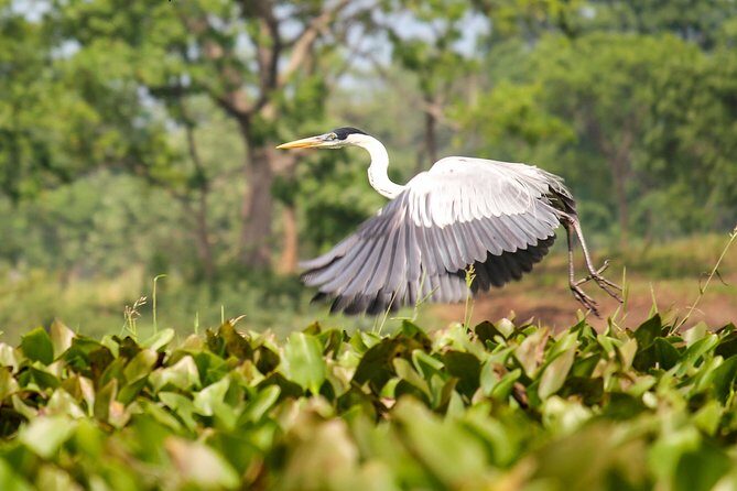 Birdwatching Tour Cajas Park and Tamarindo Tropical Forest area from Cuenca - An In-Depth Look at the Birdwatching Tour from Cuenca