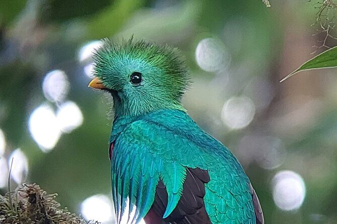 Birdwatching tour Combo Curicancha & Hanging Bridges - Who Should Consider This Tour?