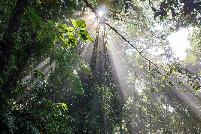 Birdwatching tour Combo Curicancha & Hanging Bridges - The Sum Up