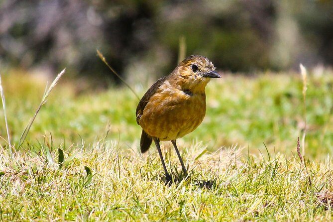 Birdwatching Tour in Cajas National Park from Cuenca - Exploring the Itinerary in Detail