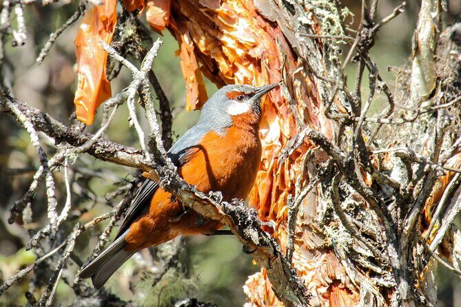 Birdwatching Tour in Cajas National Park from Cuenca - Final Thoughts