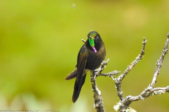 Birdwatching Tour in Cajas National Park from Cuenca - FAQ