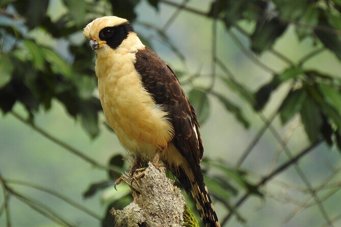 Birdwatching tour in Carara National Park - Key Points