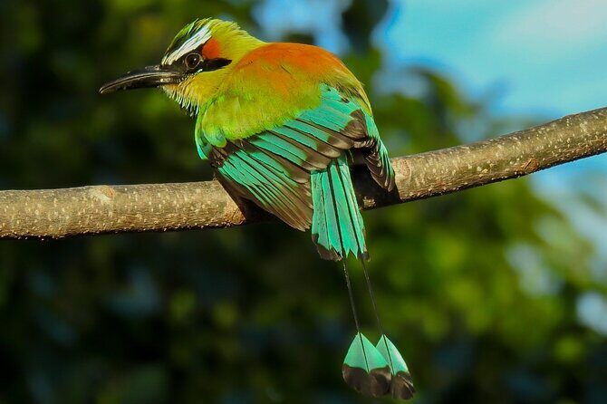 Birdwatching tour in Carara National Park - FAQ