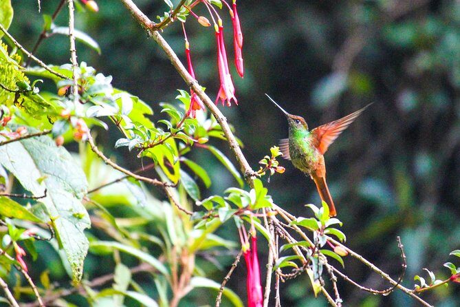 Birdwatching Tour in Giron and Yunguilla Jocotoco Reserve from Cuenca - A Detailed Look at the Giron and Yunguilla Birdwatching Tour