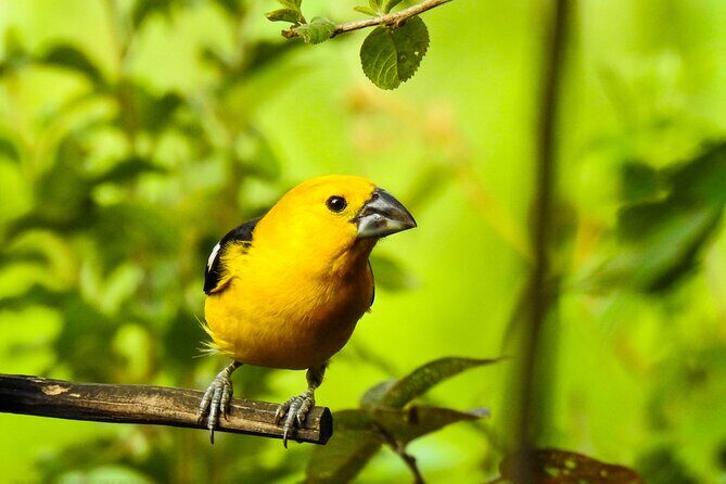 Birdwatching Tour in Giron and Yunguilla Jocotoco Reserve from Cuenca - Who Will Love This Tour?