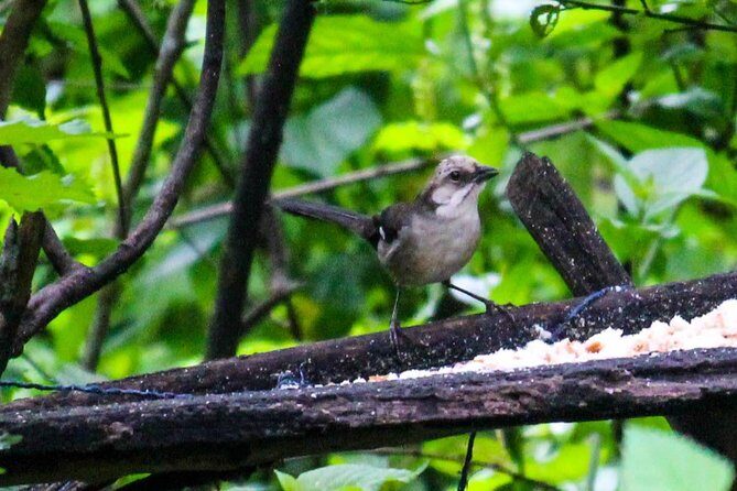 Birdwatching Tour in Giron and Yunguilla Jocotoco Reserve from Cuenca - FAQ