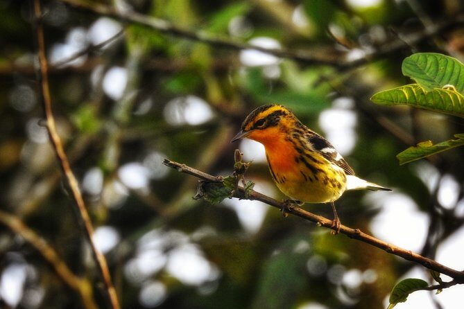 Birdwatching Tour in La Fortuna - An In-Depth Look at the Birdwatching Experience in La Fortuna