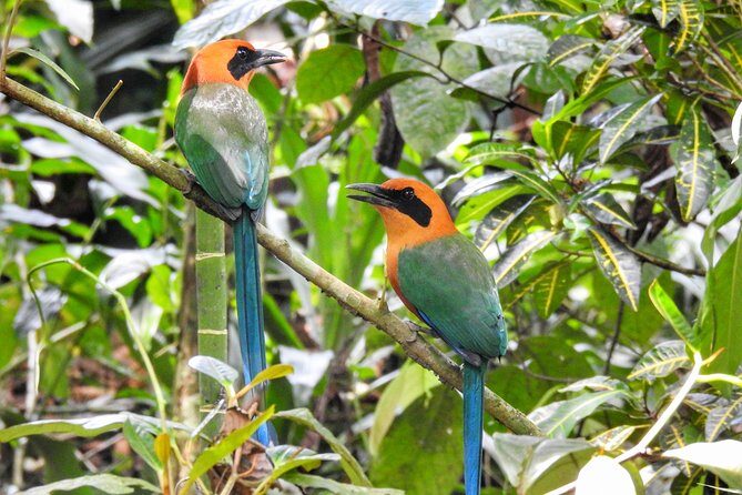 Birdwatching Tour in La Fortuna - Final Thoughts