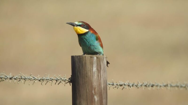 Birdwatching tour in Mértola and Castro Verde region - Birdwatching Tour in Mértola and Castro Verde Region