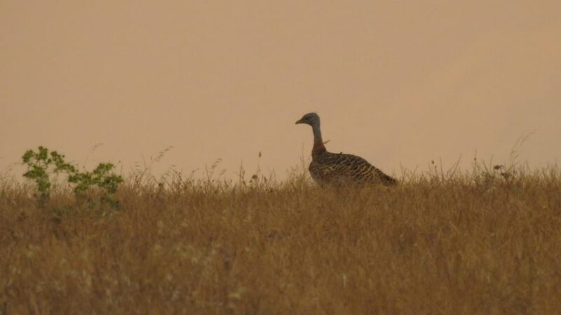 Birdwatching tour in Mértola and Castro Verde region - Why This Tour Offers Great Value