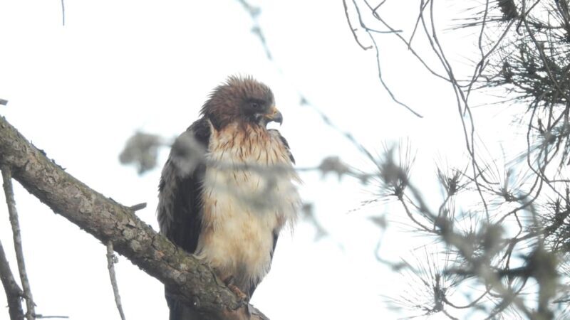 Birdwatching tour in Mértola and Castro Verde region - Final Thoughts