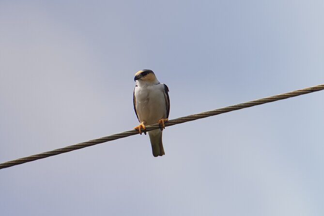 Birdwatching Tour in Monteverde - Final Thoughts