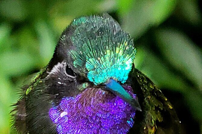 Birdwatching Tour in Tapantí National Park - Birdwatching Tour in Tapantí National Park: A Naturalist’s Dream