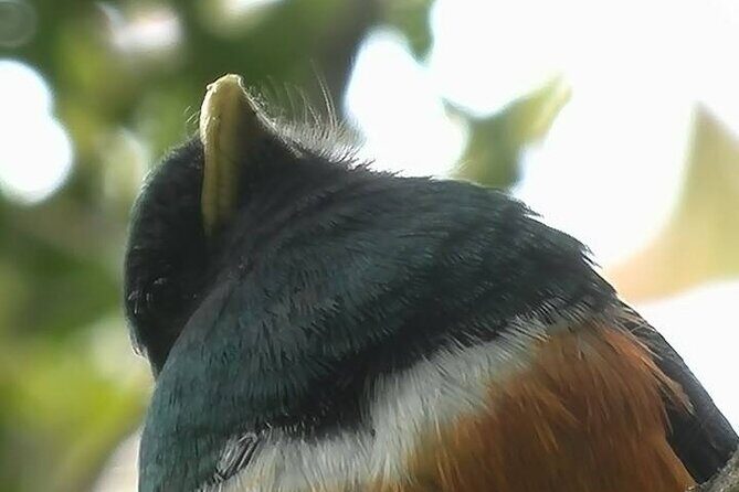 Birdwatching Tour in Tapantí National Park - FAQ