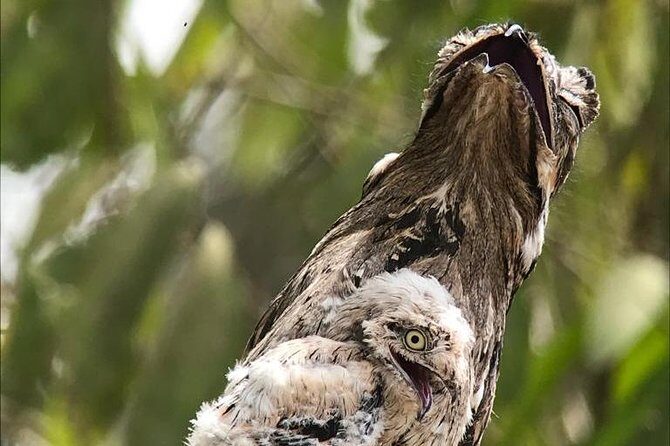 Birdwatching Tour Manuel Antonio / Esquipulas Private Tour - Why This Tour Offers Excellent Value