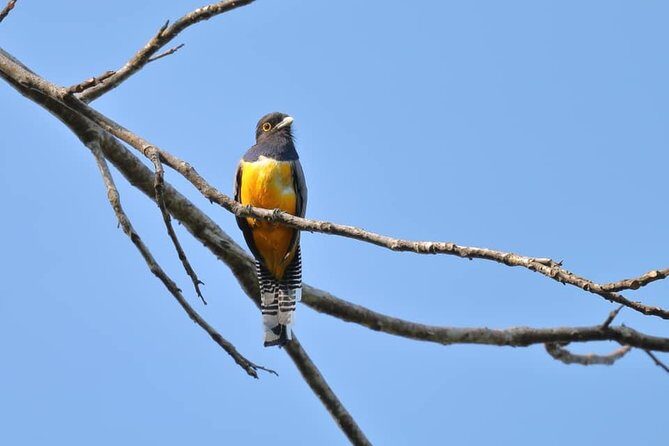 Birdwatching Tour Manuel Antonio / Esquipulas Private Tour - Frequently Asked Questions