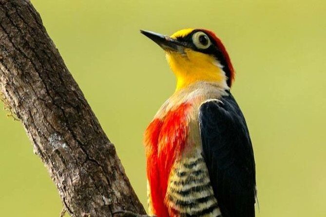 Birdwatching tour to Tijuca National Park with Pica-pau Tours - A Closer Look at the Tour Experience