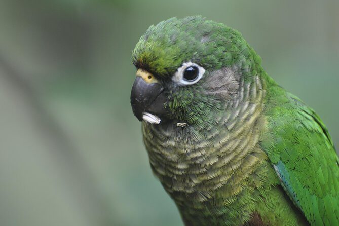 Birdwatching tour to Tijuca National Park with Pica-pau Tours - The Sum Up