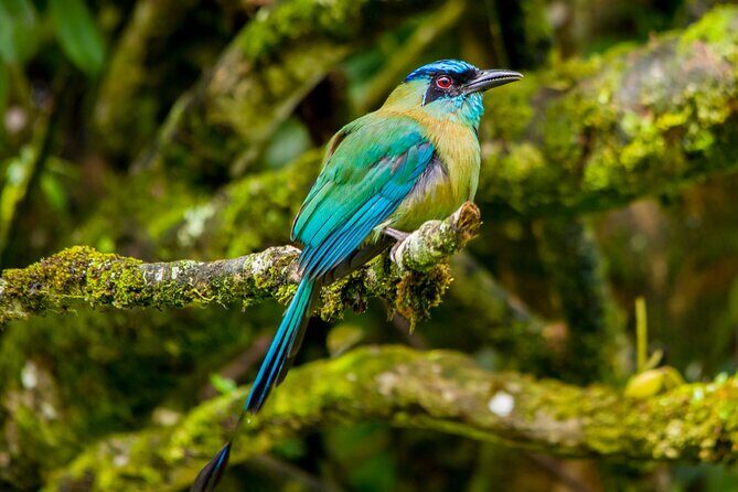 Birdwatching Tour: unlock the wonder, whether beginner or advanced - In-Depth Review of the Birdwatching Tour in Monteverde