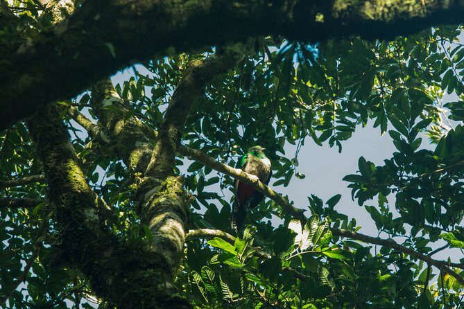 Birdwatching Tour: unlock the wonder, whether beginner or advanced - Exploring the Monteverde Cloud Forest Birdwatching Experience