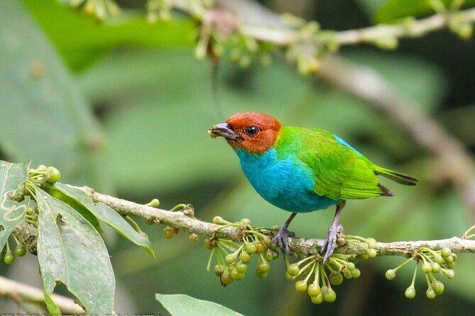 Birdwatching Tour, Via Gualaceo to the Eastern slope from Cuenca - A Close Look at the Birdwatching Experience