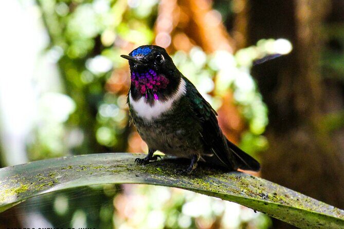 Birdwatching Tour, Via Gualaceo to the Eastern slope from Cuenca - Frequently Asked Questions (FAQs)