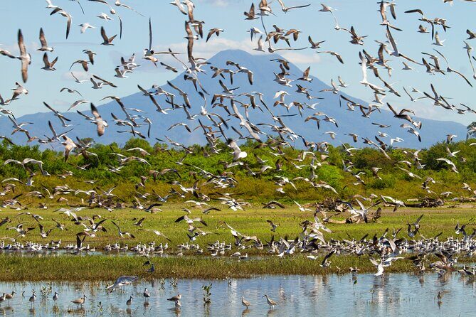 Birdwatching Tours in El Salvador With a Guide - Exploring El Salvador’s Birdlife: What to Expect