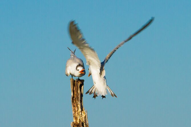 Birdwatching Tours in El Salvador With a Guide - Authentic Experiences and Highlights
