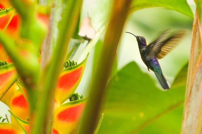 Birdwatching Tours in El Salvador With a Guide - The Sum Up