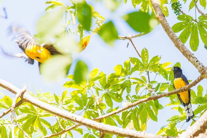 Birdwatching Tours in El Salvador with Expert Biologist Guide - Final Thoughts