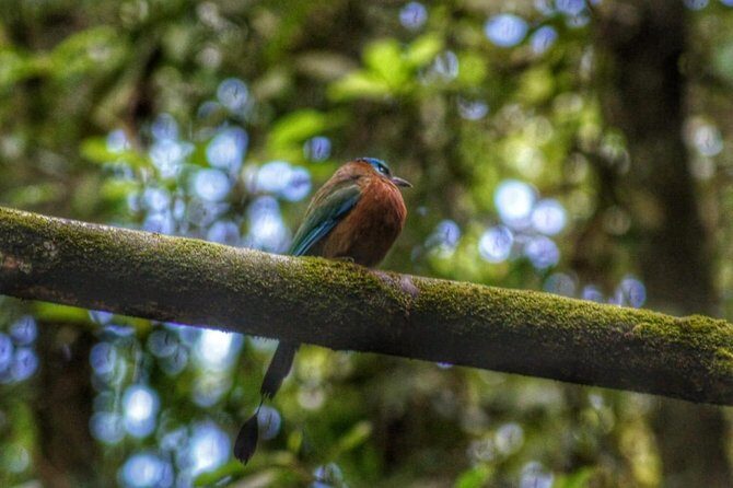 Birdwatching, Waterfall, Rainforest and Island Nature Tours - Experience the Best of Tobago’s Nature with Birdwatching, Waterfalls, and Rainforest Tours