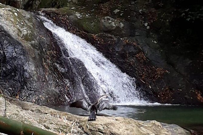 Birdwatching, Waterfall, Rainforest and Island Nature Tours - Key Points