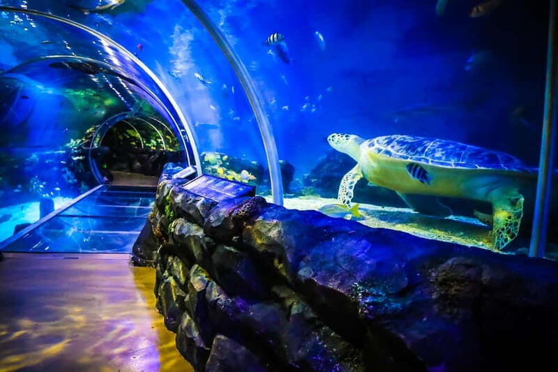 Birmingham: National Sea Life Centre Entrance Ticket - Authentic Visitor Experiences