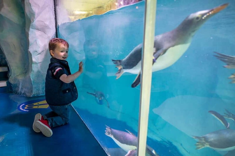 Birmingham: National Sea Life Centre Entrance Ticket - Value and Cost