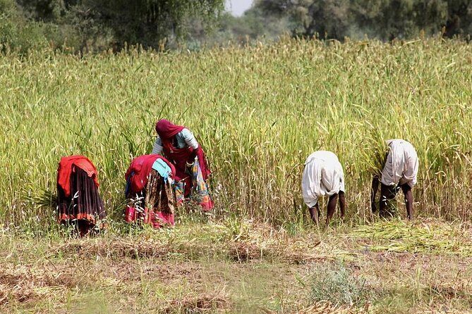 Bishnoi Village Safari - An In-Depth Look at the Bishnoi Village Safari