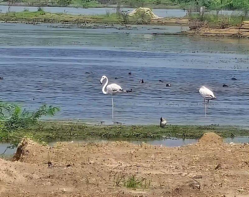 Bishnoi Village :Safari tour - Exploring the Bishnoi Village Safari in Detail