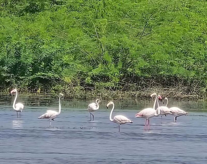 Bishnoi Village :Safari tour - Final Thoughts