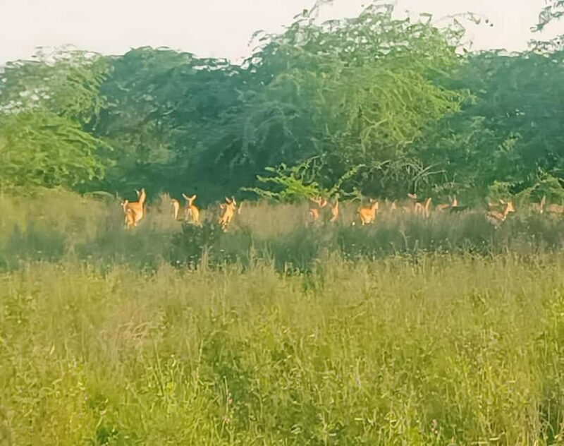 Bishnoi Village :Safari tour - FAQs