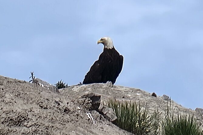 Bison Highway Road Tour - Key Points